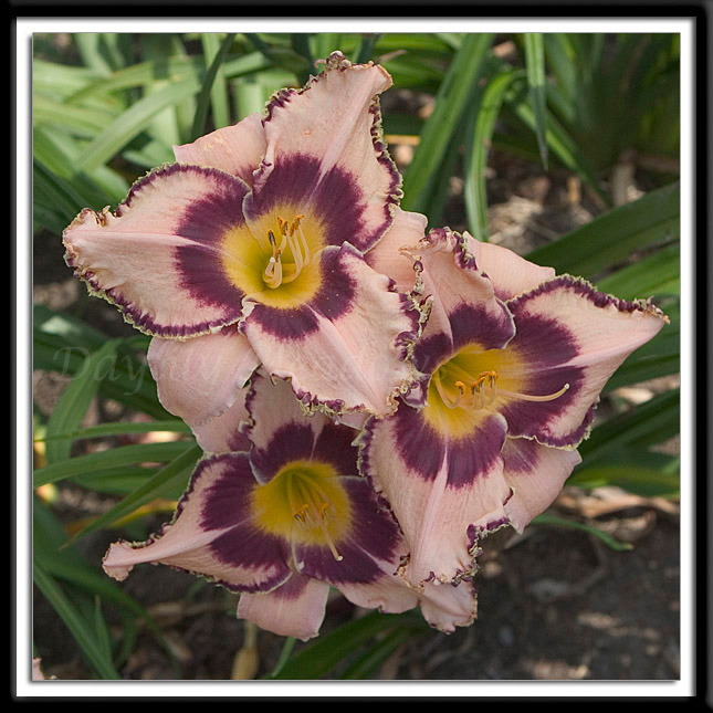 Daylily Juke Box Money Alternate Image